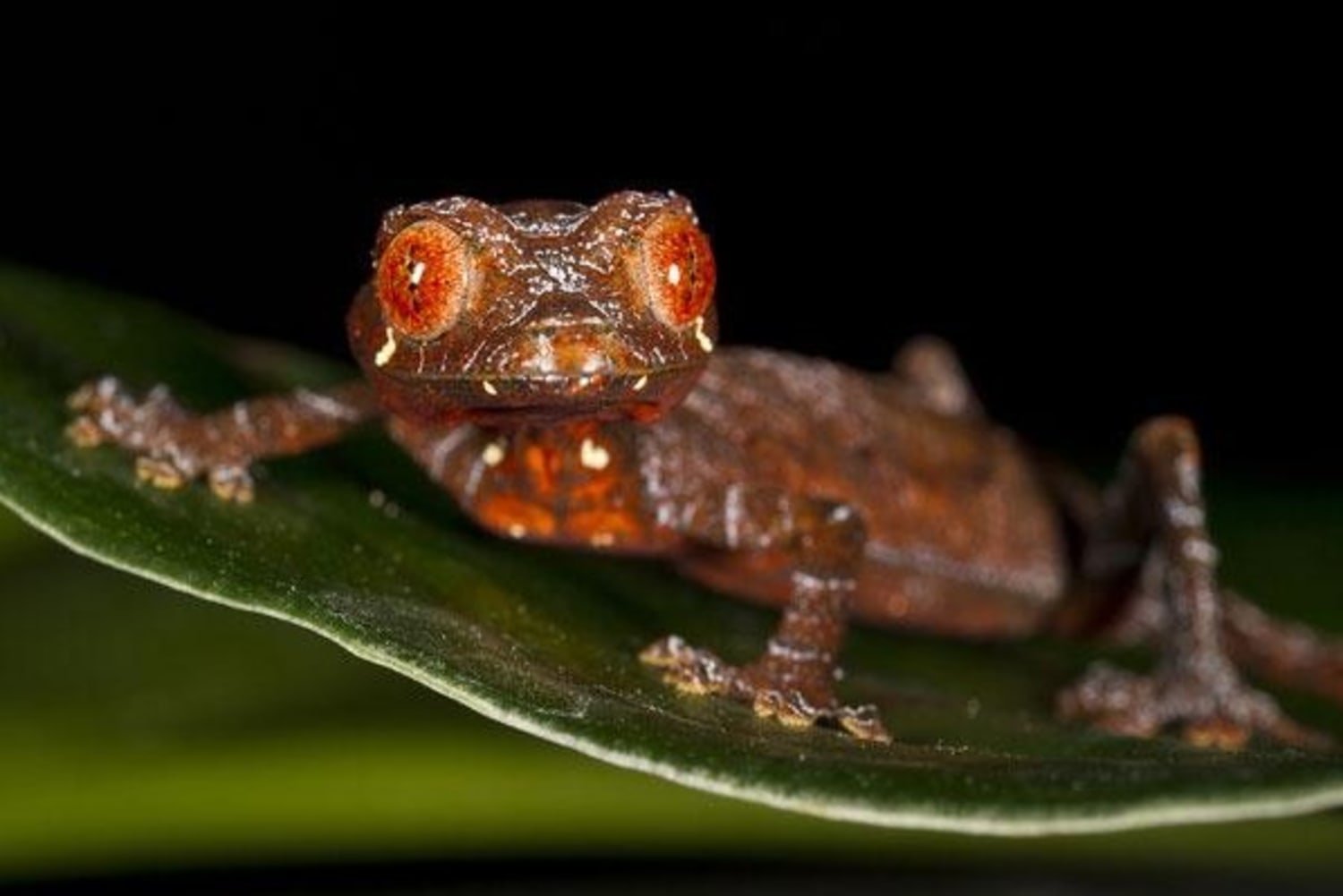 Satanic' gecko is San Diego Zoo's first baby of 2011